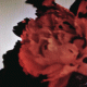 Cover: John Legend - All Of Me