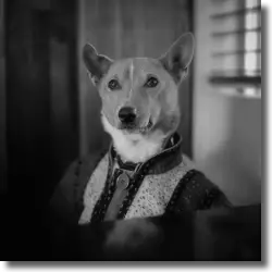 Cover: Osta Love - The Isle Of Dogs