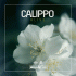 Cover Platz 50