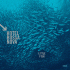 Cover: Hotel Bossa Nova - Little Fish
