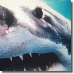 Cover: Savas & Sido - Royal Bunker