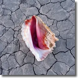 Cover: The Killers - Run For Cover