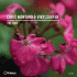 Cover: Chris Montana & Vinylsurfer - The Vibe