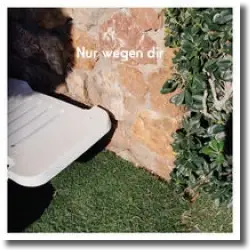 Cover: AnnenMayKantereit - Nur wegen dir