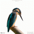 Cover: Chakuza - Eisvogel
