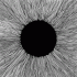 Cover: VOLA - Witness