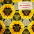 Cover Platz 2