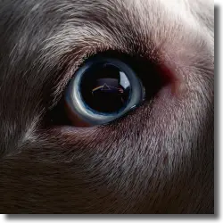 Cover: Roger Waters - Dark Side of the Moon Redux