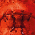 Cover: Till Lindemann - Zunge