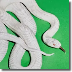 Cover: Deftones - private music