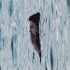 Cover: The Kid LAROI - BEFORE I FORGET (DELUXE)