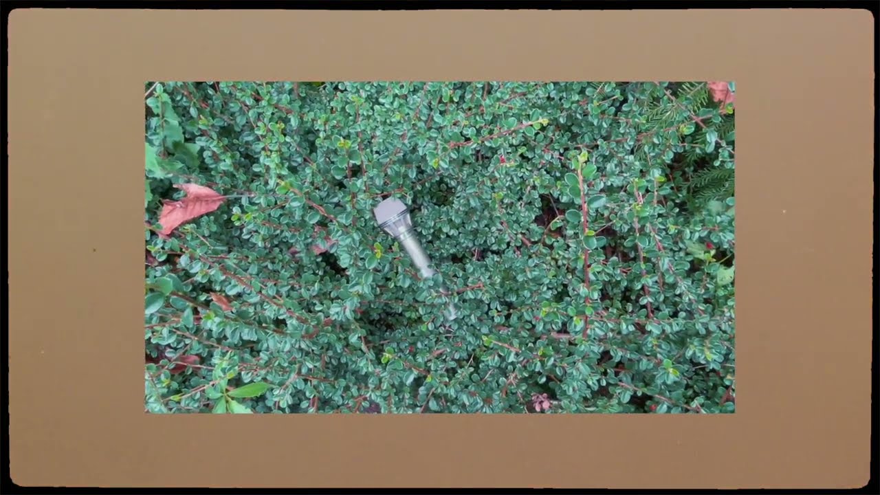 Video starten: Some Sprouts – Grow in our own way