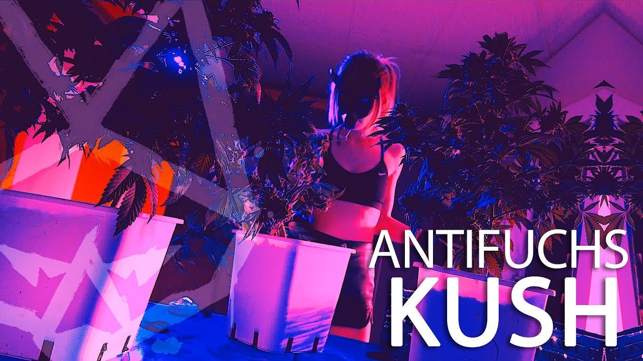 Antifuchs – Kush