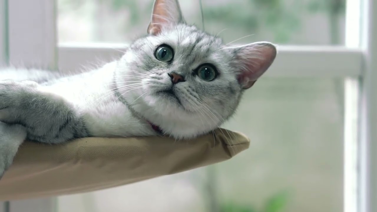 Video starten: Van Edelsteyn & L-Milla – Pretty Little Baby